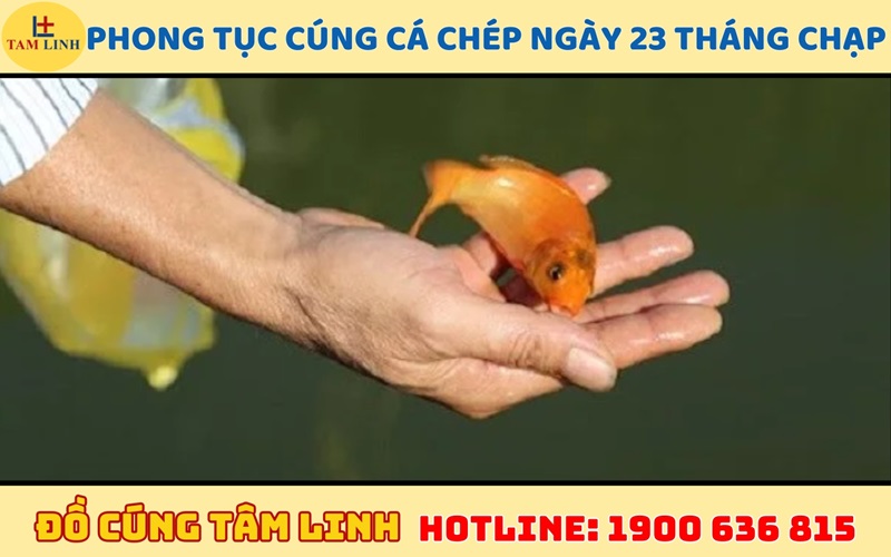 Phong tục cá chép vào ngày 23 tháng chạp của người Việt 