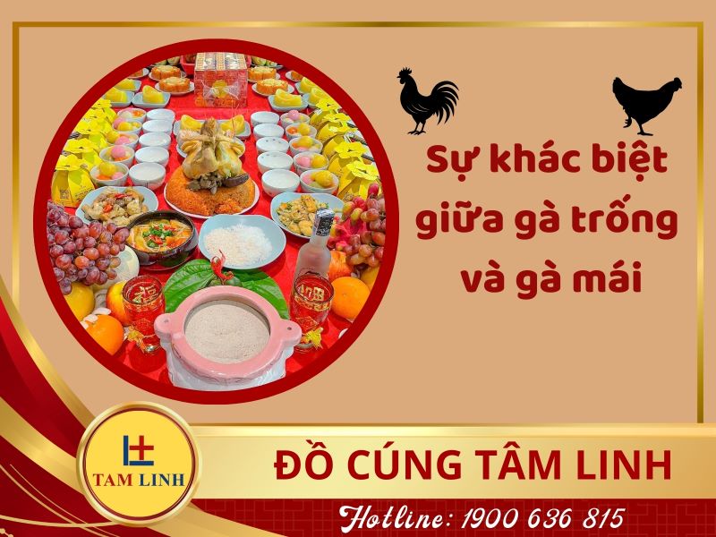 Sự khác biệt giữa gà trống và gà mái trong nghi lễ cúng