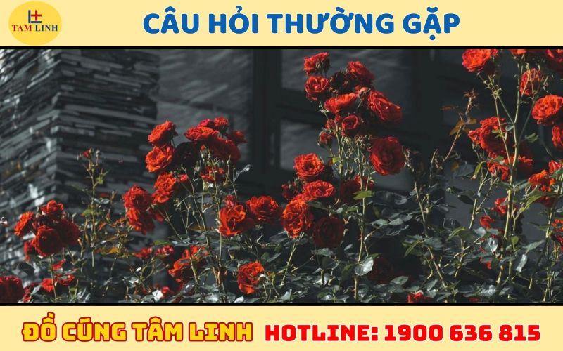 câu hỏi thường gặp
