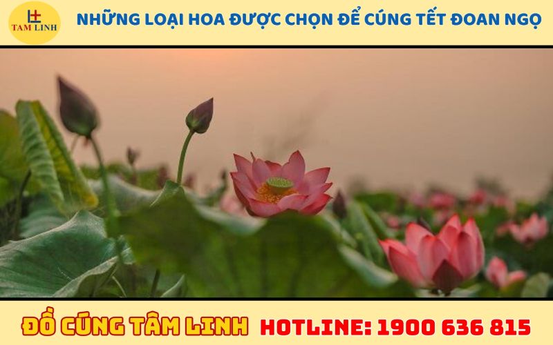 những loại hoa được chọn để cúng tết đoan ngọ