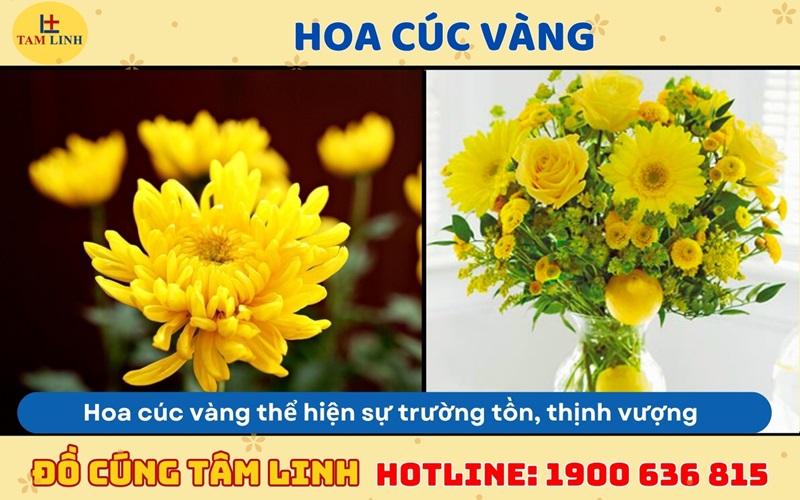 hoa cúc vàng cúng khai trương