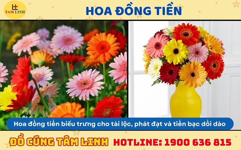 hoa đồng tiền cúng khai trương