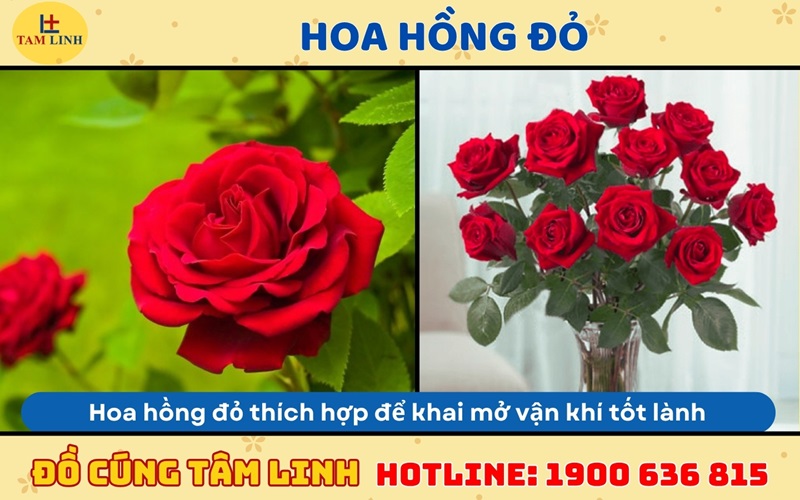 hoa hồng đỏ cúng khai trương