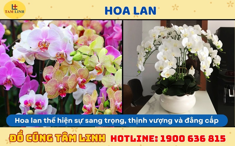 hoa lan cúng khai trương