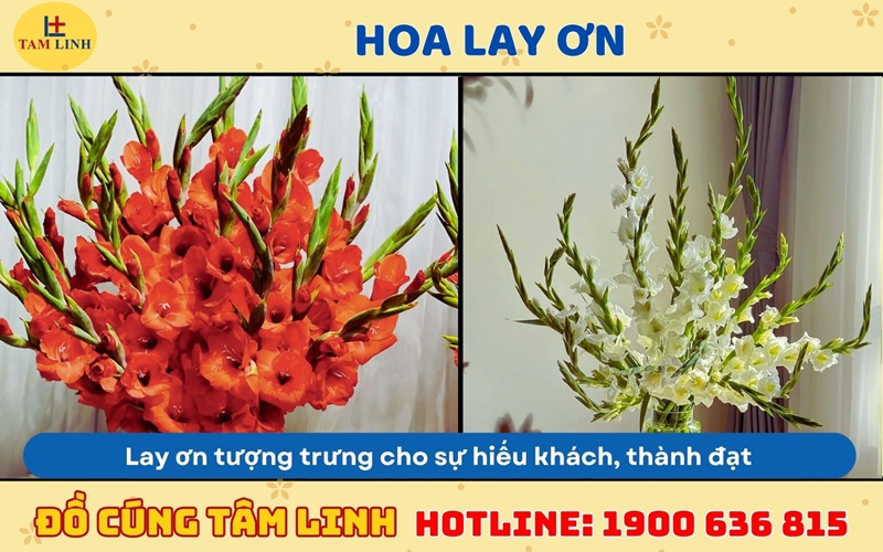 hoa lay ơn cúng khai trương