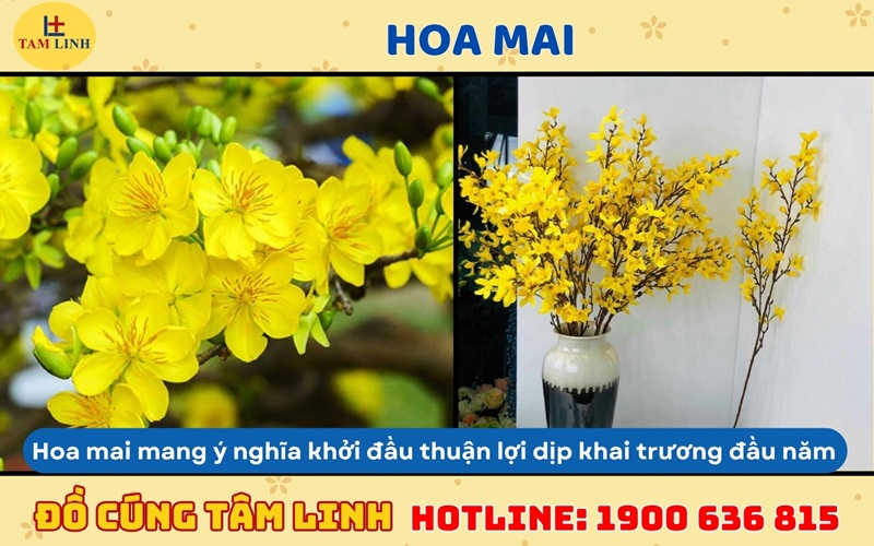 hoa mai cúng khai trương