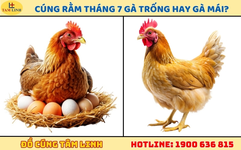 Cúng Rằm tháng 7 gà trống hay gà mái