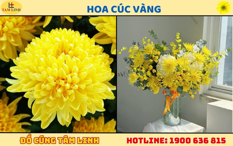 Hoa Cúc Vàng