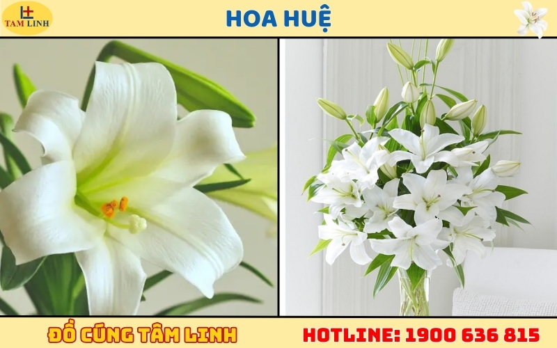 Hoa Huệ
