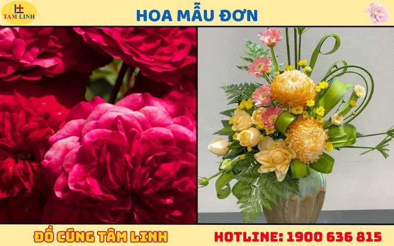 Hoa Mẫu Đơn