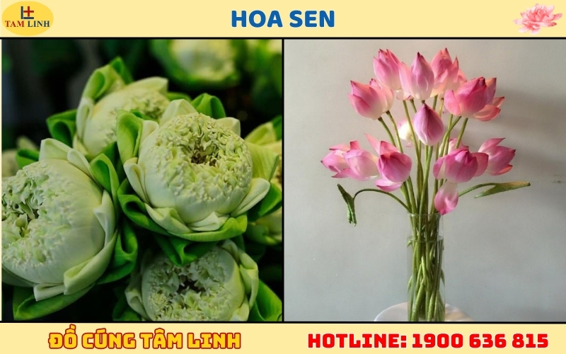 Hoa sen