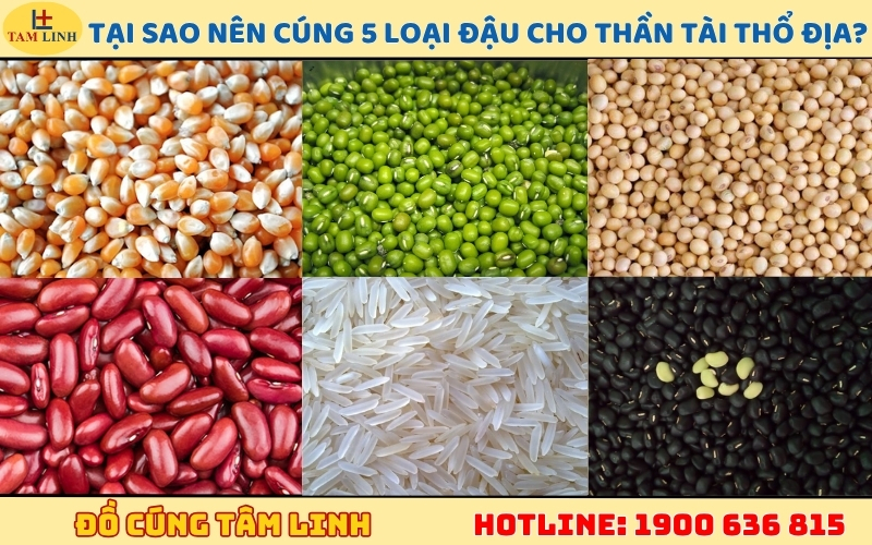 tai sao nen chon 5 loai dau cung than tai tho dia