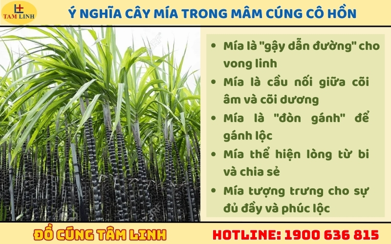 Ý nghĩa cây mía trong mâm cúng cô hồn