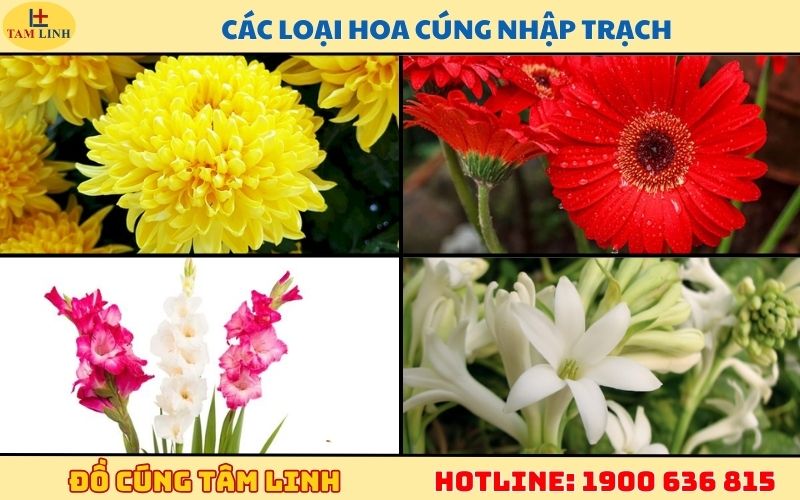 Các loại hoa cúng về nhà mới mang lại may mắn