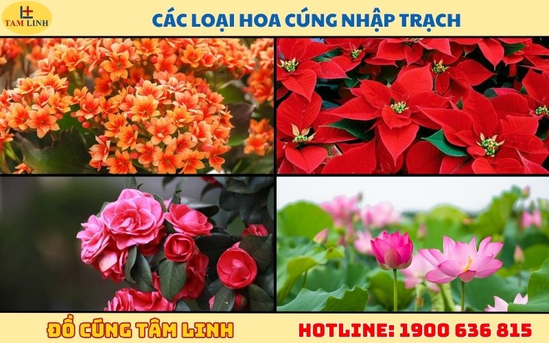 Các loại hoa cúng về nhà mới mang lại tài lộc