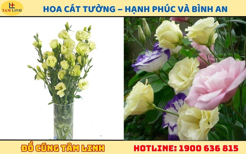 Hoa Cát Tường – Hạnh Phúc và Bình An
