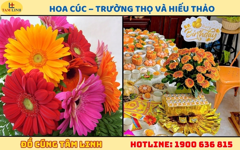 Hoa Cúc – Trường Thọ và Hiếu Thảo