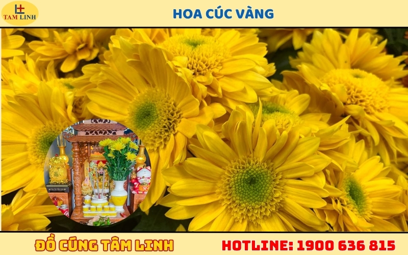 Hoa Cúc Vàng cúng Thần Tài
