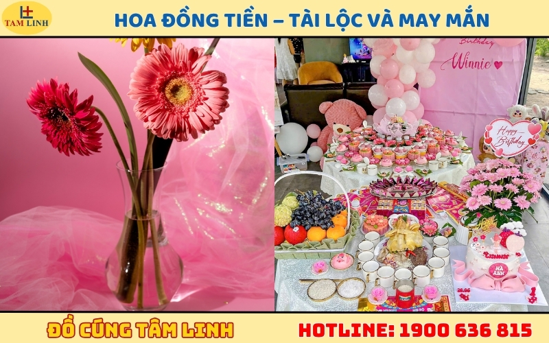 Hoa Đồng Tiền – Tài lộc và may mắn