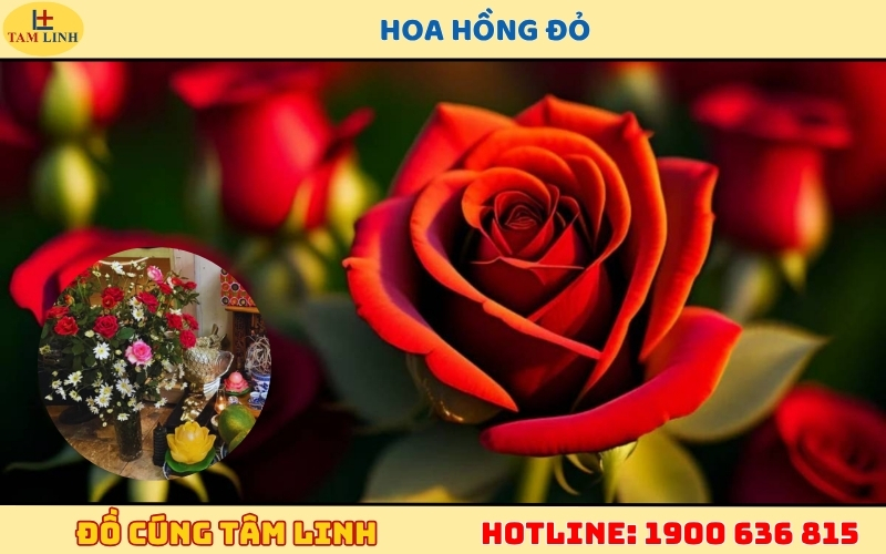 Hoa Hồng Đỏ cúng Thần Tài