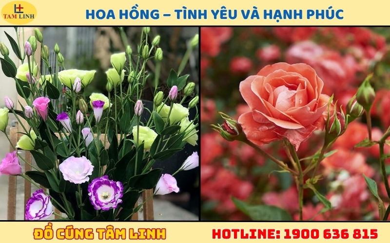 Hoa Hồng – Tình yêu và hạnh phúc