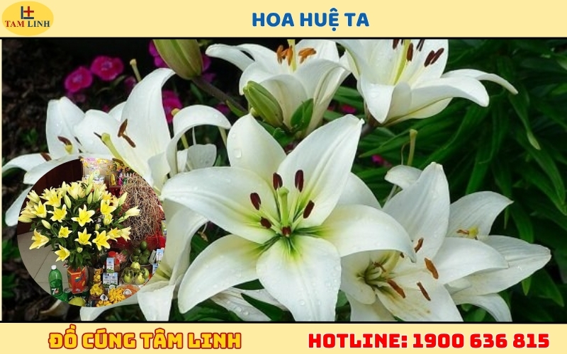 Hoa Huệ Ta cúng Thần Tài