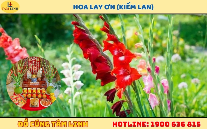 Hoa Lay Ơn (Kiếm Lan) cúng Thần Tài