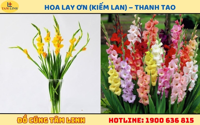 Hoa Lay Ơn (Kiếm Lan) – Thanh tao