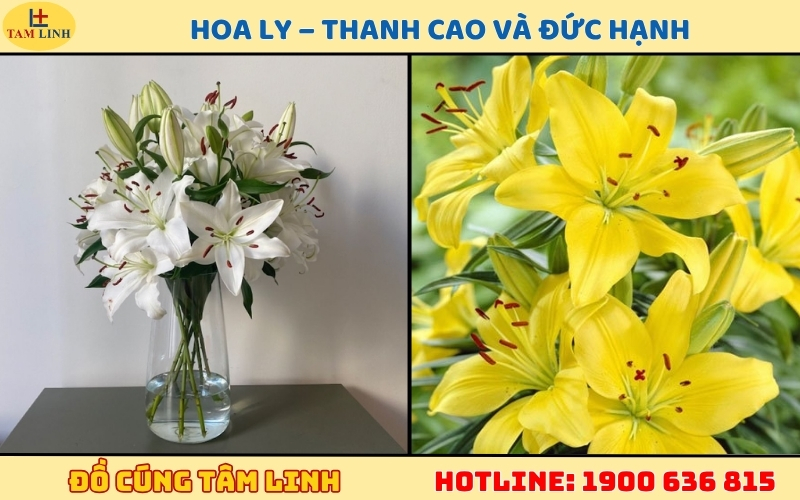 Hoa Ly – Thanh cao và đức hạnh