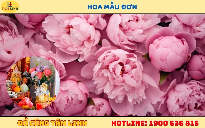 Hoa Mẫu Đơn cúng Thần Tài