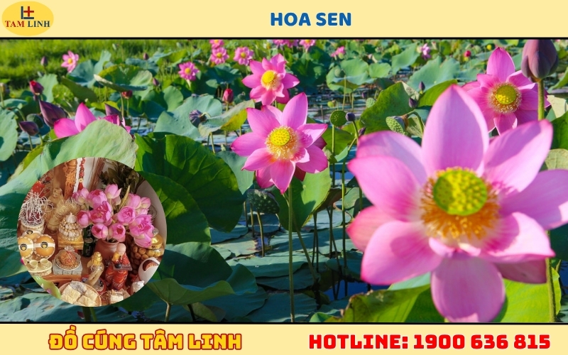 Hoa Sen cúng Thần Tài