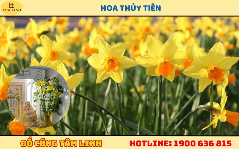 Hoa Thủy Tiên cúng Thần Tài