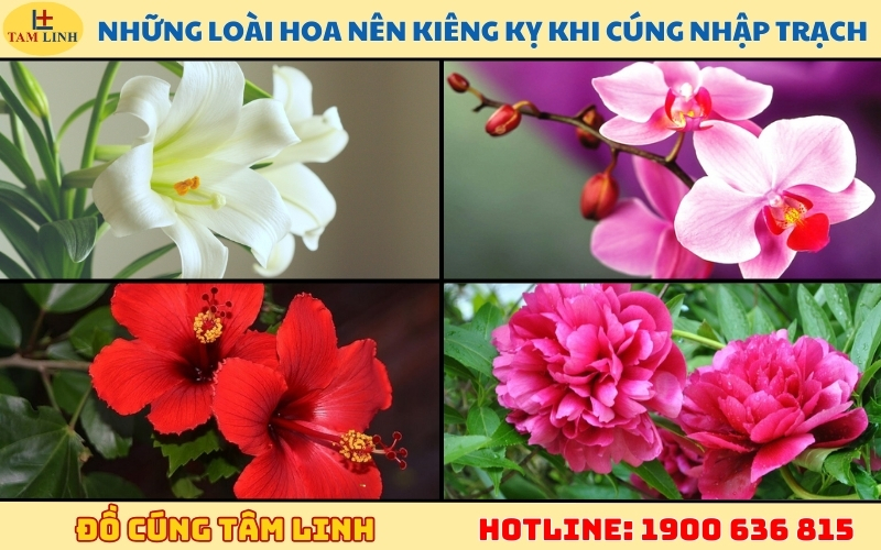 Những loài hoa nên kiêng kỵ khi cúng nhập trạch