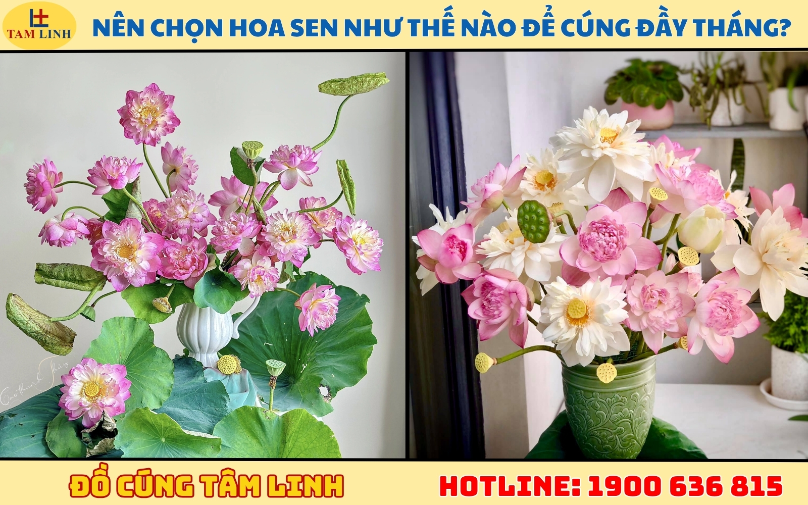 Nên chọn hoa sen như thế nào để cúng đầy tháng