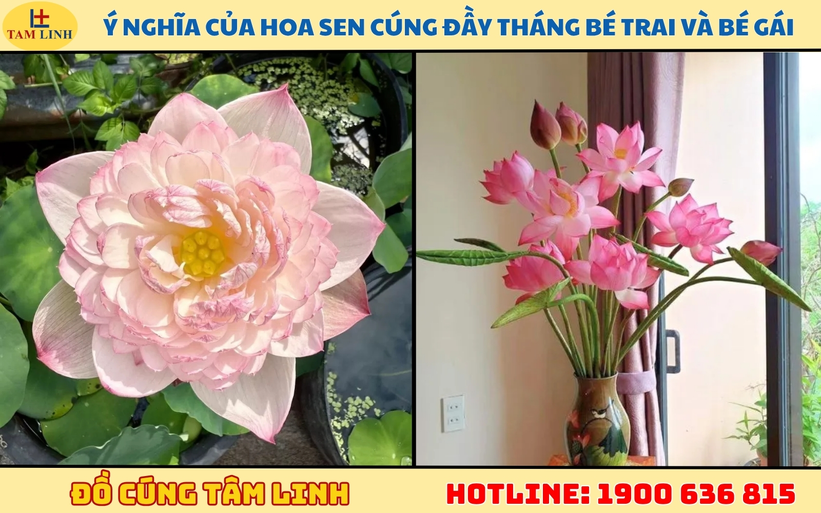 Ý nghĩa của hoa sen cúng đầy tháng bé trai và bé gái
