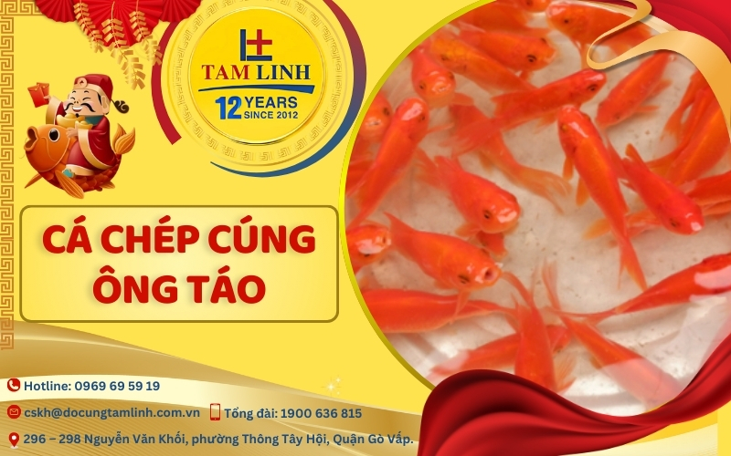 cá chép cúng ông táo chuẩn