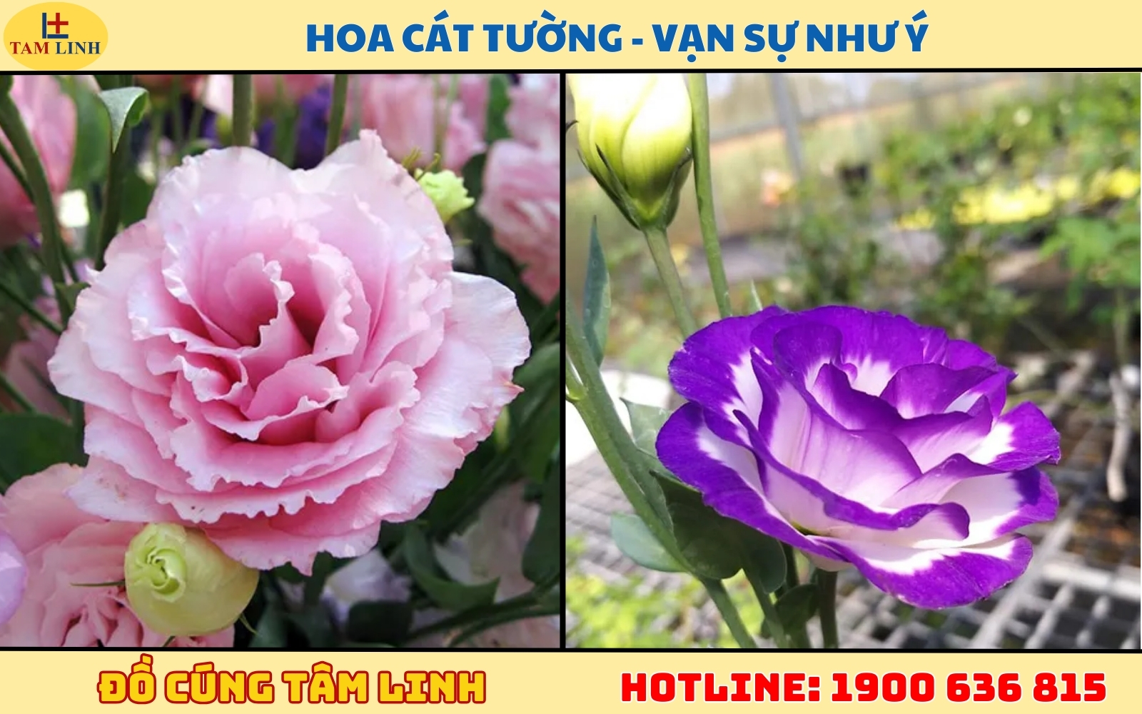 Hoa Cát tường - Vạn sự như ý