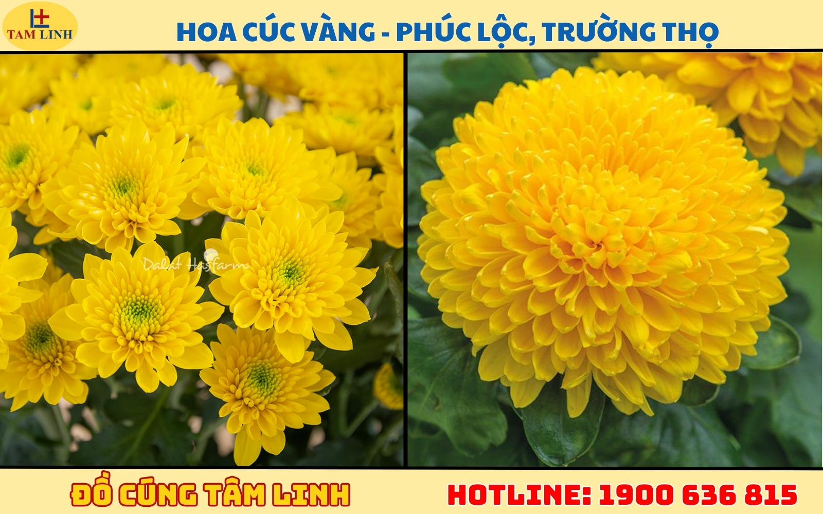 Hoa Cúc vàng - Phúc lộc, trường thọ