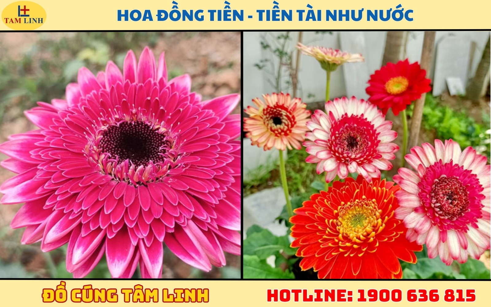 Hoa Đồng tiền - Tiền tài như nước