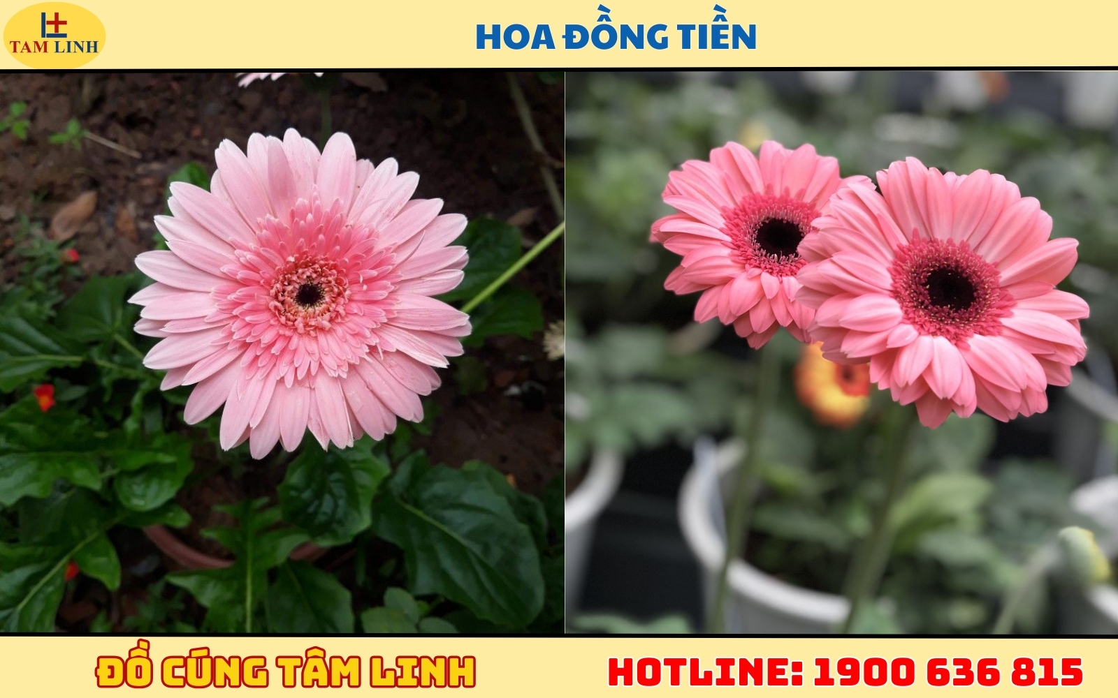 Hoa Đồng Tiền