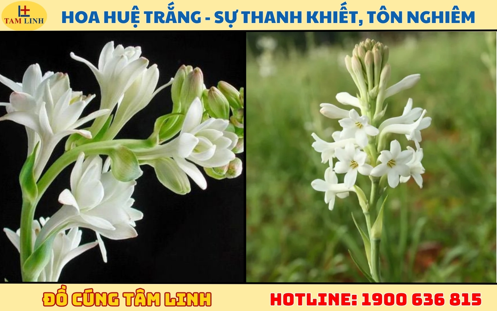 Hoa Huệ trắng - Sự thanh khiết, tôn nghiêm
