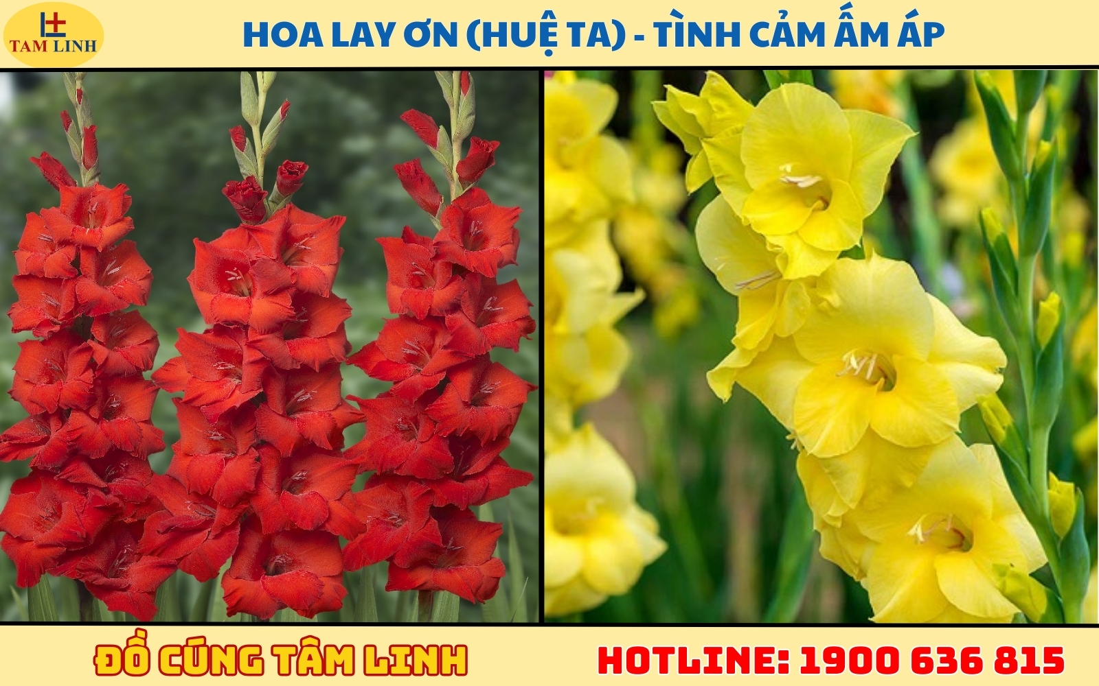 Hoa Lay ơn (Huệ ta) - Tình cảm ấm áp