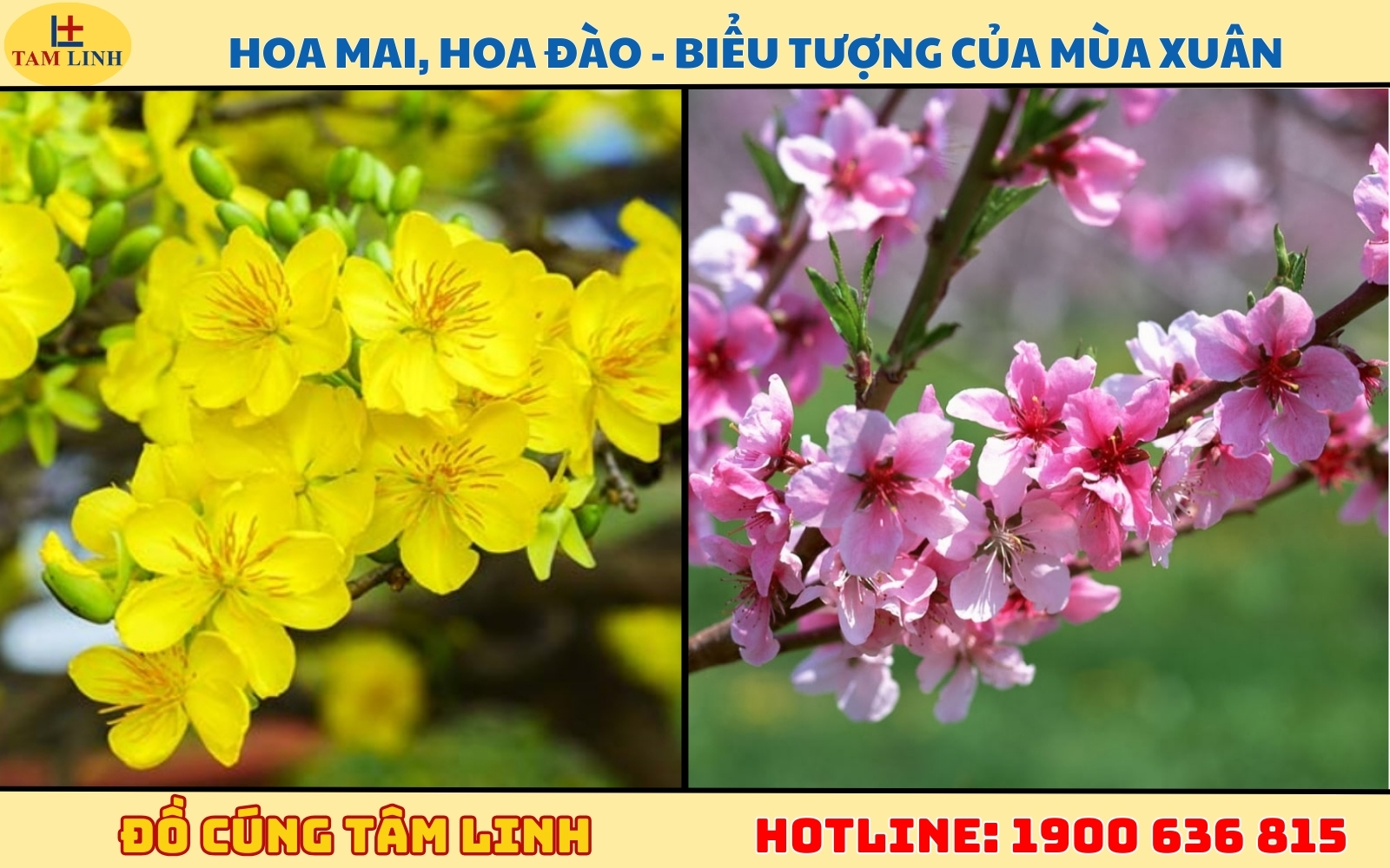 Hoa Mai, Hoa Đào - Biểu tượng của mùa xuân