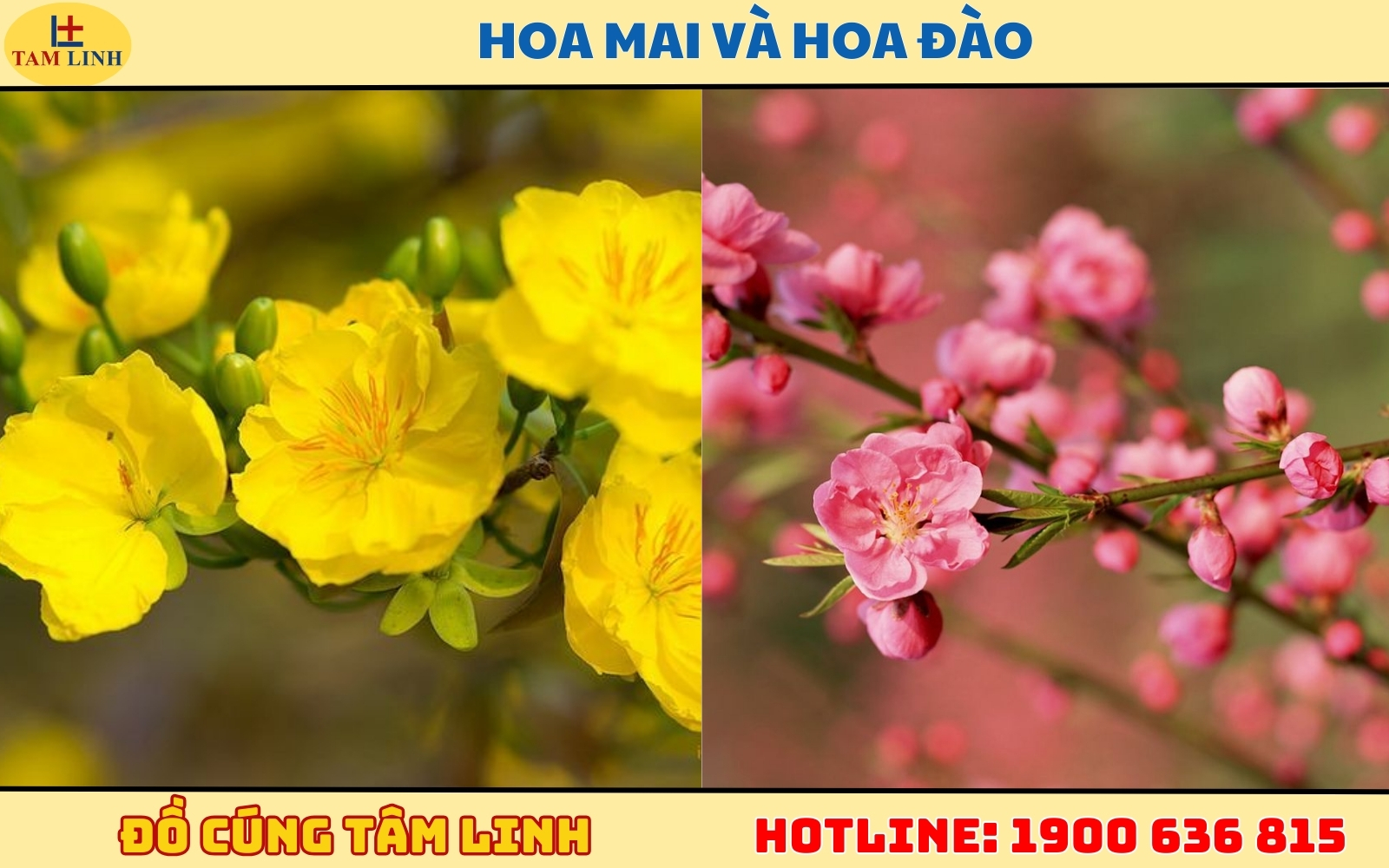 Hoa Mai (Miền Nam) và Hoa Đào (Miền Bắc)