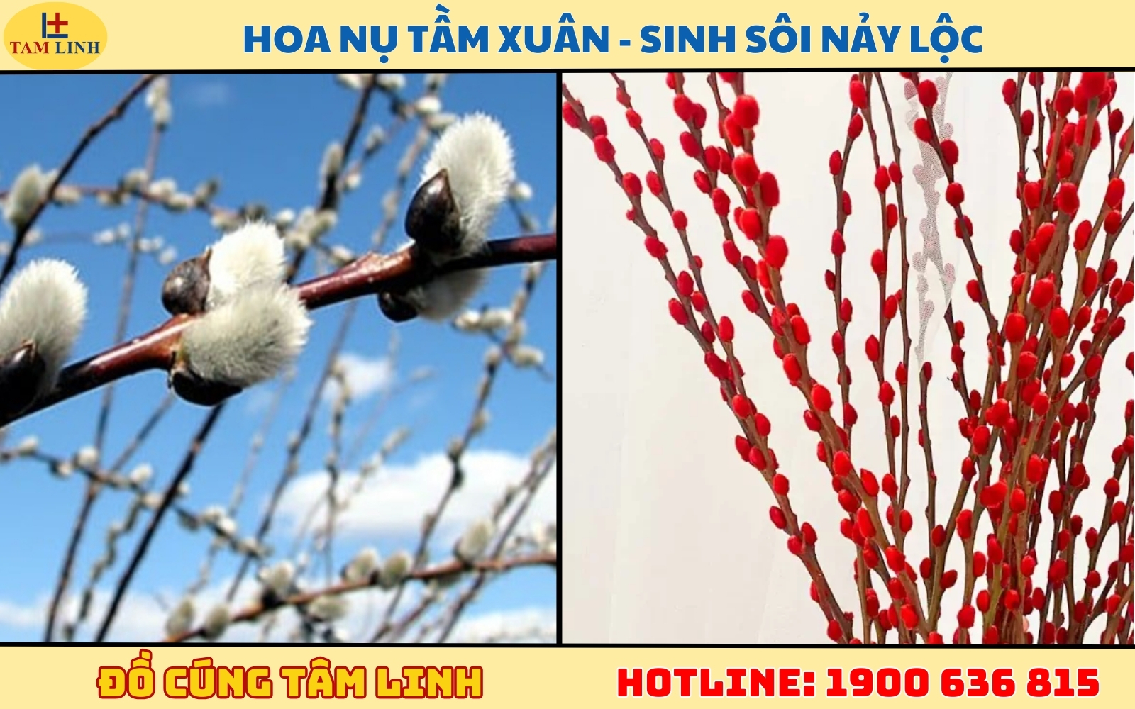Hoa Nụ tầm xuân - Sinh sôi nảy lộc