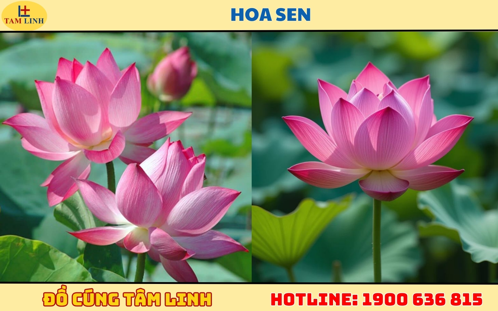 Hoa Sen