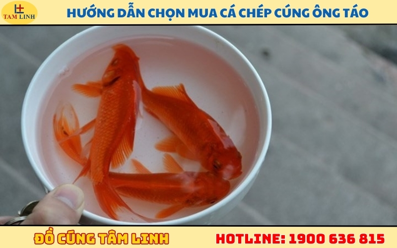 Hướng dẫn chọn mua cá chép cúng ông Táo khỏe mạnh