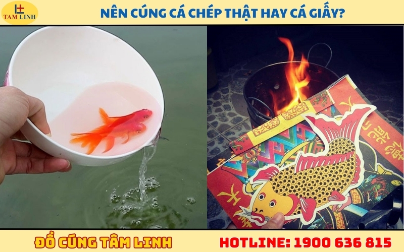 Nên cúng cá chép thật hay cá giấy