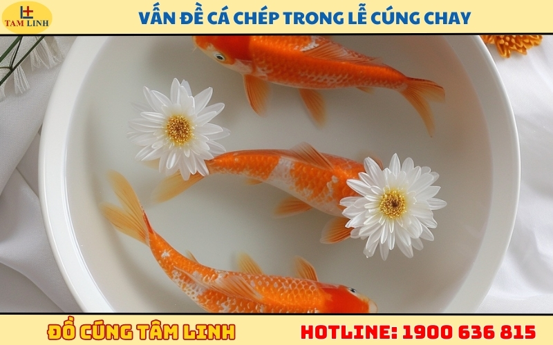 vấn đề cá chép trong lễ cúng chay