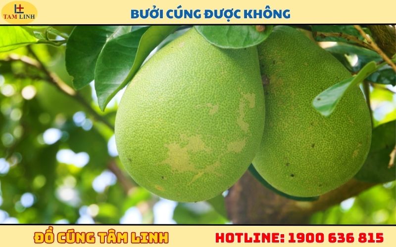 bưởi cúng được không
